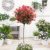 Photinia 'Red Robin' Mini-Standard Tree -Plant Seeds Store ORN0360 1 b463481a 9705 47db a1f9 89f19d90ae41