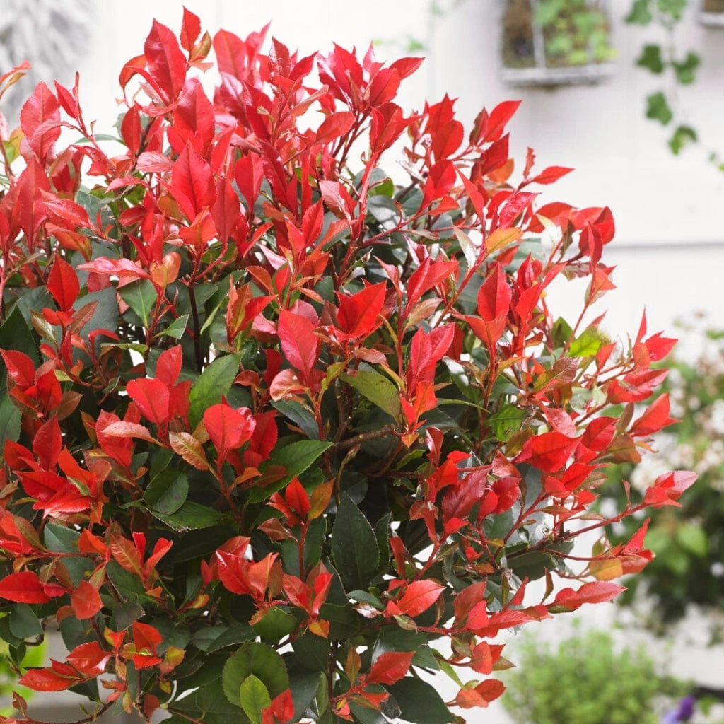 Photinia 'Red Robin' Mini-Standard Tree 4 Photinia 'Red Robin' Mini-Standard Tree - Image 2