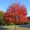 Canadian Red Maple Tree | Acer Rubrum 'Red Pointe' 1 Canadian Red Maple Tree | Acer Rubrum 'Red Pointe' -Plant Seeds Store ORN0385 1 5ebe7fd8 354f 4039 bf14 8c8d7613b2f5