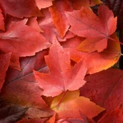 Canadian Red Maple Tree | Acer Rubrum 'Red Pointe' -Plant Seeds Store ORN0385 3 ddc4325e 55f8 4417 8e02 243ea3be5cc1
