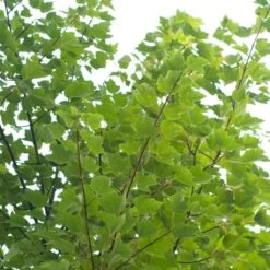 Canadian Red Maple Tree | Acer Rubrum 'Red Pointe' -Plant Seeds Store ORN0385 4 7afe9936 2048 4b99 a359 2f747dcfb264