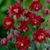 Aquilegia 'Bordeaux Barlow' 2 Aquilegia 'Bordeaux Barlow' -Plant Seeds Store PB0026 1