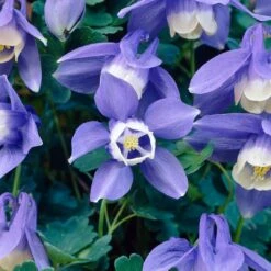 Aquilegia Spring Magic Collection -Plant Seeds Store PB0030 3 b5764acf 305d 4d03 8407 15834ce38d23