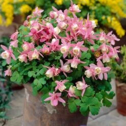 Aquilegia Spring Magic Collection -Plant Seeds Store PB0032 2 0f6ceaad c0e4 4b74 9f36 ad355159297c