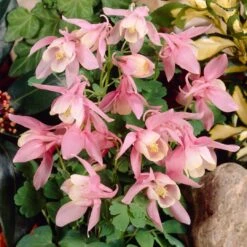 Aquilegia 'Spring Magic Rose & White' 7 Aquilegia 'Spring Magic Rose & White' -Plant Seeds Store PB0032 3