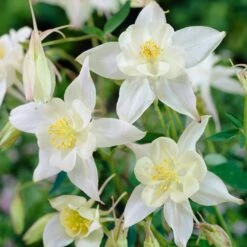 Aquilegia Spring Magic Collection -Plant Seeds Store PB0034 1 e73c1e9b 8fd4 4fd7 baca 7854772b1df3