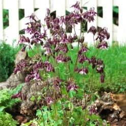 Aquilegia 'William Guiness' -Plant Seeds Store PB0036 3 54e3ae2c a9d1 4acb 9114 ee1b27643732