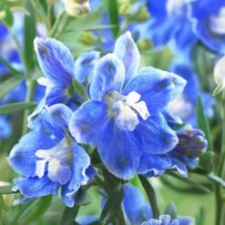 Delphinium Camelot Collection -Plant Seeds Store PB0097 1 0cc41c15 4501 4368 a1a0 433f78f91dbb