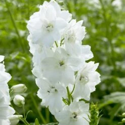 Delphinium Camelot Collection -Plant Seeds Store PB0100 1 3499ced2 fb33 4bf3 a90d 3d319d2acdd2