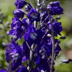 Delphinium Camelot Collection -Plant Seeds Store PB0105 1 8c5b11e4 4bcd 4392 aef5 647e50e7f705