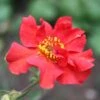 Geum 'Pink Petticoats' -Plant Seeds Store PB0174 1
