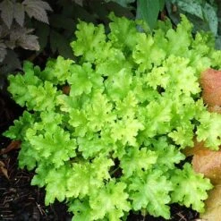 Heuchera 'Lime Marmalade' -Plant Seeds Store PB0190 2
