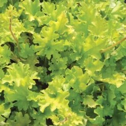 Heuchera 'Lime Marmalade' -Plant Seeds Store PB0190 3
