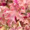 Heuchera 'Marmalade' 2 Heuchera 'Marmalade' -Plant Seeds Store PB0191 1