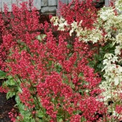 Heuchera 'Paris' -Plant Seeds Store PB0192 4