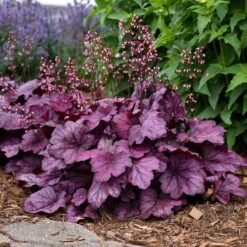 Heuchera 'Wild Rose' -Plant Seeds Store PB0194 2