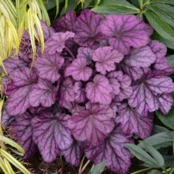 Heuchera 'Wild Rose' -Plant Seeds Store PB0194 3