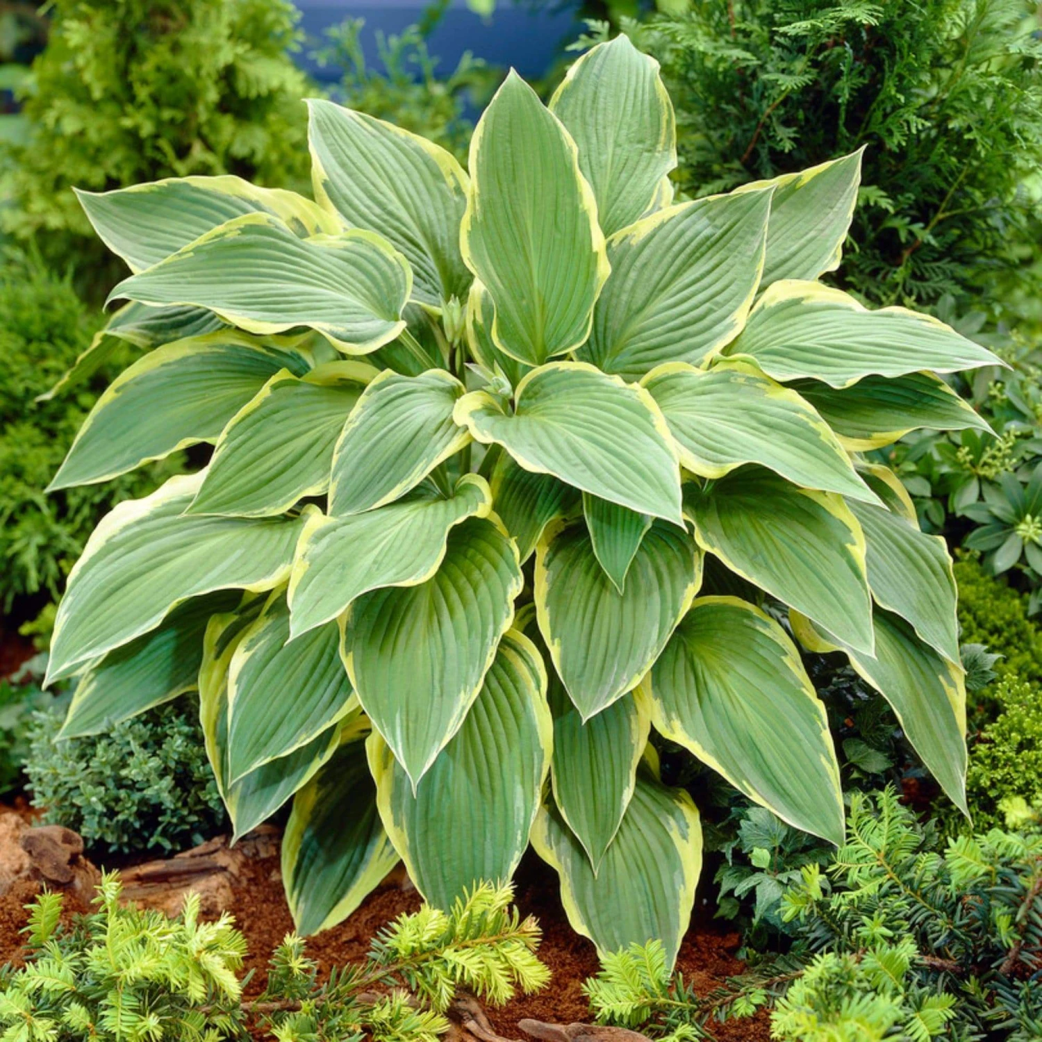 Hosta 'Yellow River' 3 Hosta 'Yellow River'