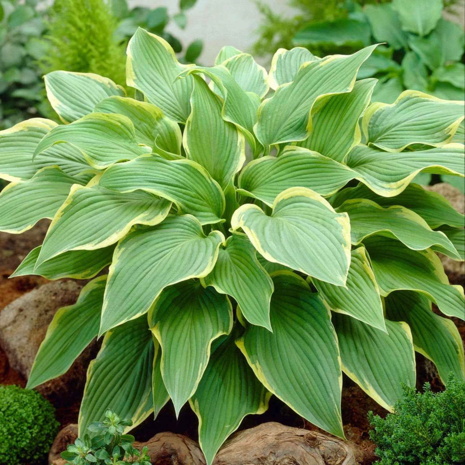 Hosta 'Yellow River' 4 Hosta 'Yellow River' - Image 2
