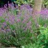 Lavender 'Hidcote Improved' 1 Lavender 'Hidcote Improved' -Plant Seeds Store PB0206 1