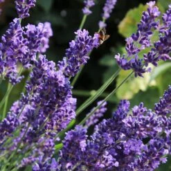 Lavender 'Hidcote Improved' -Plant Seeds Store PB0206 2