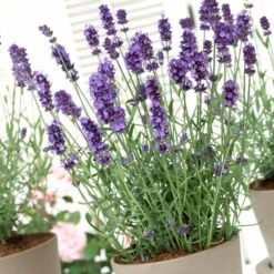 Lavender 'Hidcote Improved' -Plant Seeds Store PB0206 3
