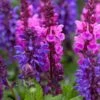 Salvia 'Blue Marvel' -Plant Seeds Store PB0276 1
