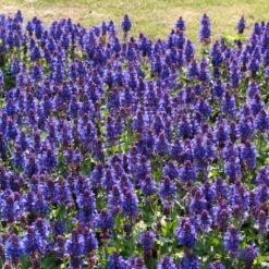 Salvia 'Blue Marvel' 7 Salvia 'Blue Marvel' -Plant Seeds Store PB0276 3