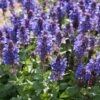 Salvia 'Fashionista Midnight Model' -Plant Seeds Store PB0279 1