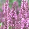 Salvia 'Fashionista Pretty In Pink' 2 Salvia 'Fashionista Pretty In Pink' -Plant Seeds Store PB0280 1