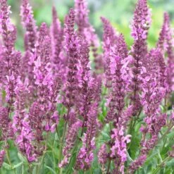 Salvia 'Fashionista Pretty In Pink' -Plant Seeds Store PB0280 3