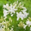 Agapanthus 'Ever White' -Plant Seeds Store PB0322 1 1