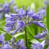 Agapanthus 'Ever Sapphire' -Plant Seeds Store PB0322 1 92fc3153 cb95 4d29 ba7f e8fc14415999
