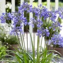 Stately Agapanthus Collection 11 Stately Agapanthus Collection -Plant Seeds Store PB0322 1 d489e9ce f2ce 4ad0 8fd2 48e0025b2d0d