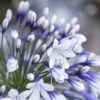 Agapanthus 'Fireworks' | 7.5L 2 Agapanthus 'Fireworks' | 7.5L -Plant Seeds Store PB0324 1 ae5f5c4f 0032 4a6e b361 cd8d091d85a9