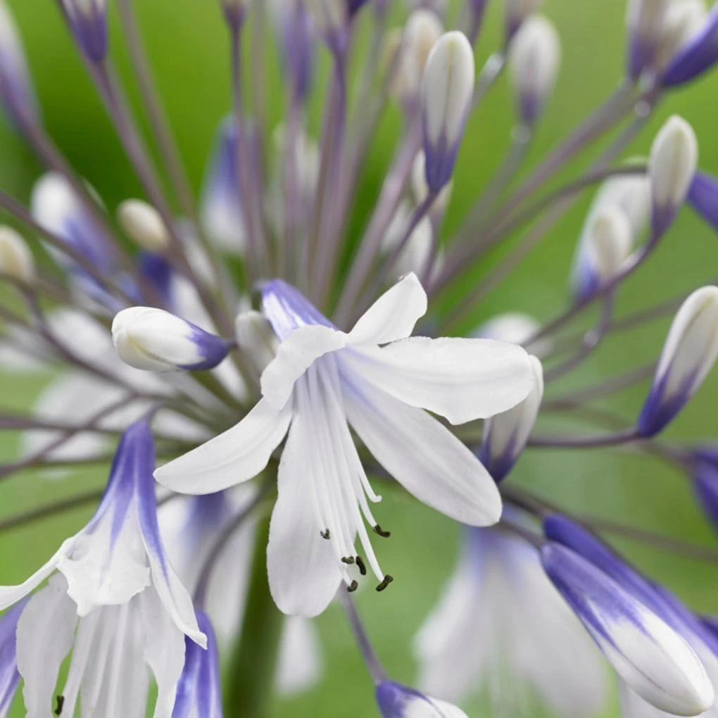 Agapanthus 'Fireworks' 5 Agapanthus 'Fireworks' - Image 3