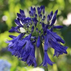 Agapanthus 'Royal Velvet' 9 Agapanthus 'Royal Velvet' -Plant Seeds Store PB0326 2