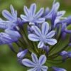 Agapanthus 'Sweet Surprise' -Plant Seeds Store PB0327 1