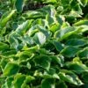 Hosta 'Sugar & Spice' -Plant Seeds Store PB0357 1