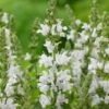 Salvia 'Lyrical White' -Plant Seeds Store PB0372 1