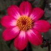 Dahlia 'Dahlegria Magenta Bicolour' -Plant Seeds Store PB0386 1