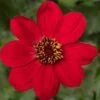 Dahlia 'Dahlegria Red' -Plant Seeds Store PB0389 1