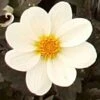 Dahlia 'Dahlegria White' -Plant Seeds Store PB0391 1