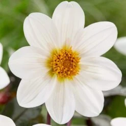 Dahlia 'Dahlegria White' -Plant Seeds Store PB0391 3