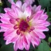 Dahlia 'Sincerity' -Plant Seeds Store PB0392 1