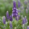 Lavender 'Blue Spear' -Plant Seeds Store PB0404 1