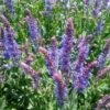 Salvia 'Blue Hill' 1 Salvia 'Blue Hill' -Plant Seeds Store PB0413 1