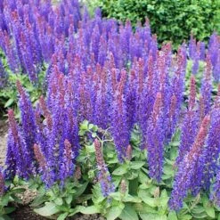 Salvia 'Blue Hill' -Plant Seeds Store PB0413 3