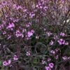 Verbena 'Bampton' -Plant Seeds Store PB0418 1