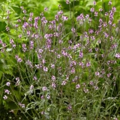 Verbena 'Bampton' -Plant Seeds Store PB0418 3
